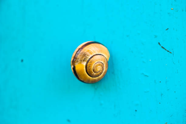 Snail on the Turquoise Wall.