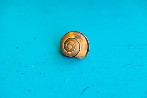 Snail on the Turquoise Wall.