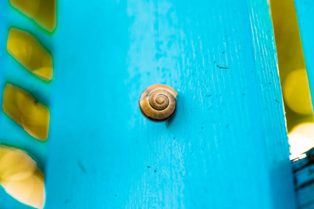 Snail on the Turquoise Wall.