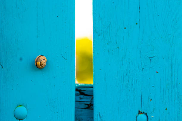 Snail on the Turquoise Wall.