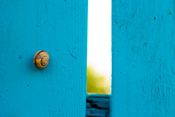 Snail on the Turquoise Wall.