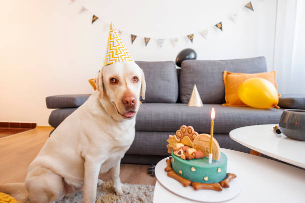 istock Dog having a birthday party 1584673553