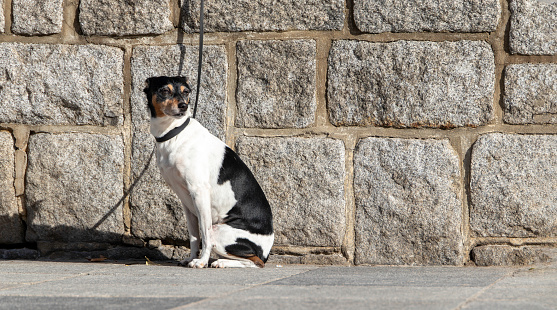 Small dog sitting on the street, waiting for the owner while sunbathing. Copy space