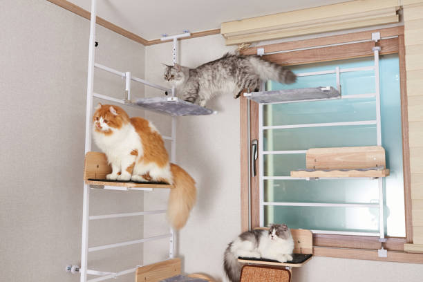 istock Cats on the cat tower by the window 1584683486