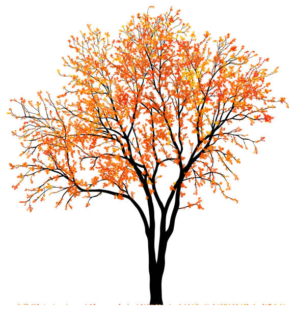 ilustraciones, imágenes clip art, dibujos animados e iconos de stock de árbol de otoño increíblemente detallado - autumn leaf white background land