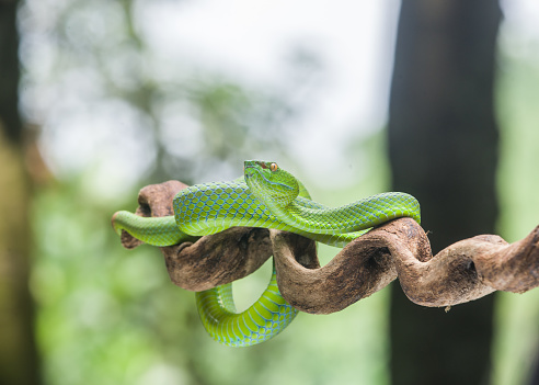 Snake on the tree ( trimeresurus albolabris)