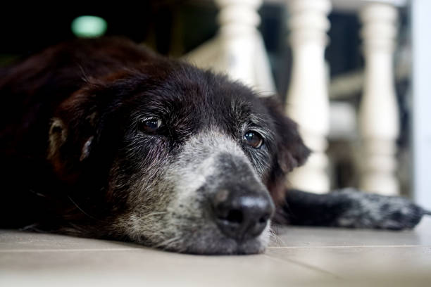 istock Portrait of black dog lay down with low angle view 1584685344