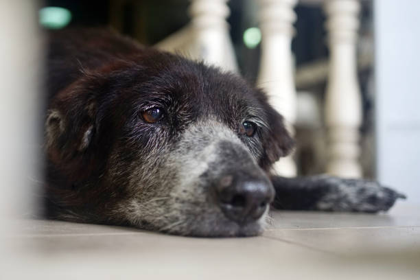 istock Portrait of black dog lay down with low angle view 1584685562
