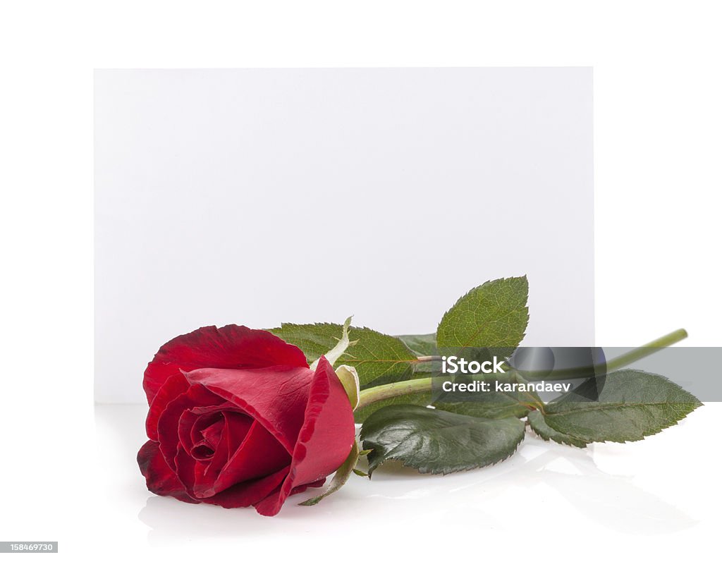 Róża kwiaty i puste karty - Zbiór zdjęć royalty-free (Bez ludzi)