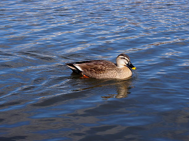 Duck on lake stock photo