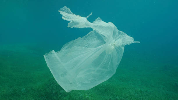 istock Old plastic bag drifting in  water column over seagrass meadow. Plastic bag floating underwater on the blue depth, environmental pollution. Plastic pollution of Ocean, Red sea, Safaga, Egypt 1584715305