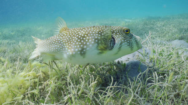 istock Broadbarred Toadfish or White-spotted puffer (Arothron hispidus) swims over seagrass bed among Round Leaf Sea Grass or Noodle seagrass (Syringodium isoetifolium) in evening, Red sea, Safaga, Egypt 1584715344