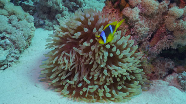 Red Sea Clownfish or Threebanded Anemonefish (Amphiprion bicinctus) swimming next to Bubble Anemone (Entacmaea quadricolor, Parasicyonis actinostoloides), Red sea, Egypt Red Sea Clownfish or Threebanded Anemonefish (Amphiprion bicinctus) swimming next to Bubble Anemone (Entacmaea quadricolor, Parasicyonis actinostoloides), Red sea, Egypt bubble tip anemone entacmaea quadricolor stock pictures, royalty-free photos & images