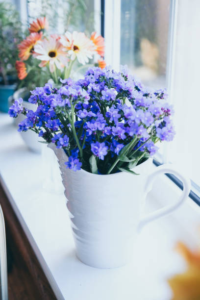 istock Anchusa 'Blue Angel'  (Anchusa Capensis) 1584718096
