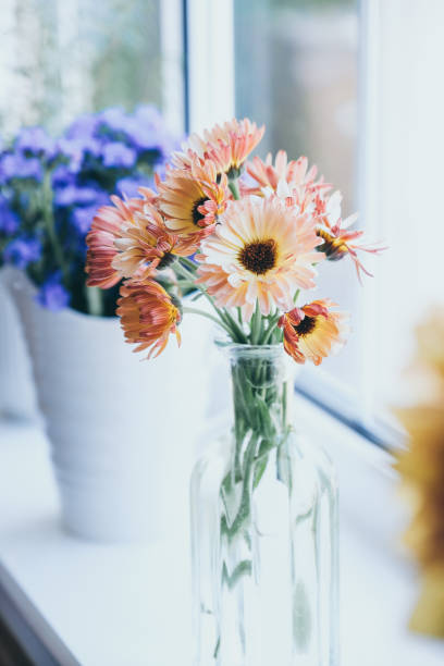 istock Pot Marigold or Calendula officinalis 'Sunset Buff' 1584718603