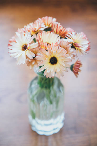 istock Pot Marigold or Calendula officinalis 'Sunset Buff' 1584718615
