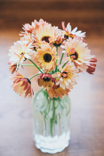 istock Pot Marigold or Calendula officinalis 'Sunset Buff' 1584718622