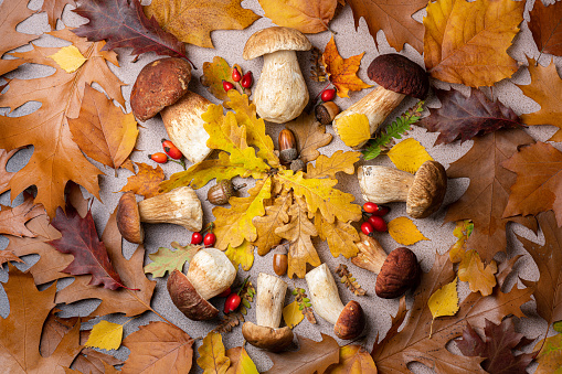 Mushroom harvest and autumn leaves compositions. Mushrooms Boletus, cep on autumnal background. Autumn composition. Fall season mood mushrooms picked. Top view
