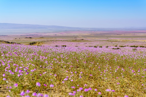A stunning array of vibrant purple flowers blossoming in an expansive  field in Atacama, Chile