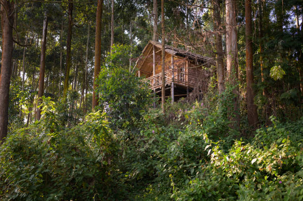 istock A wooden house on stilts in a tropical forest 1584745116