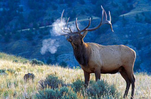 Wild bull elk in the extreme winter terrain of Rocky Mountain National Park near Estes Park, Colorado USA.