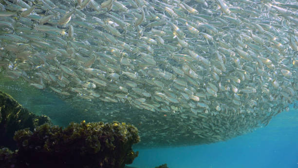 istock big concentration of Hardyhead Silverside fish swimming in shallow water over sandy bottom casting shadow on seabed in bright sunlight, Red sea, Egypt 1584752666