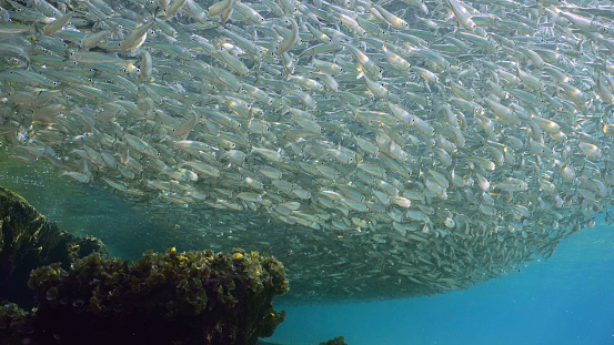 big concentration of Hardyhead Silverside fish swimming in shallow water over sandy bottom casting shadow on seabed in bright sunlight, Red sea, Egypt