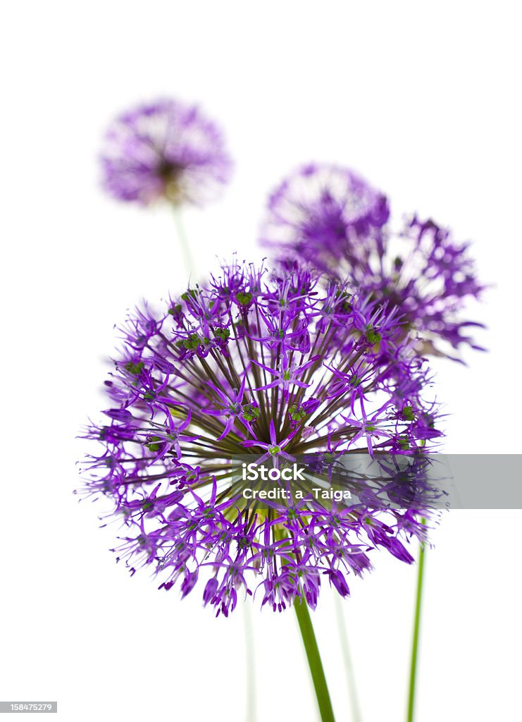 Hermosa Fliwers Allium/abstract on white - Foto de stock de Alium libre de derechos