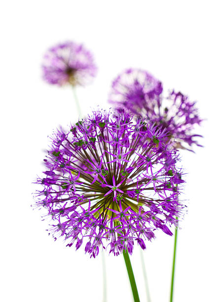 istock Beautiful Allium Fliwers / abstract  on white 158475279