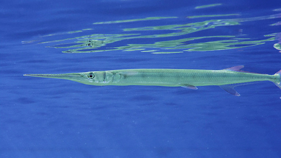 Close-up of Needlefish slowly swims under surface of the blue water reflecting from the water surface, Red sea, Egypt