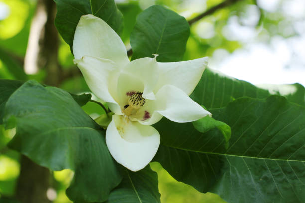 istock Large leaf tree 