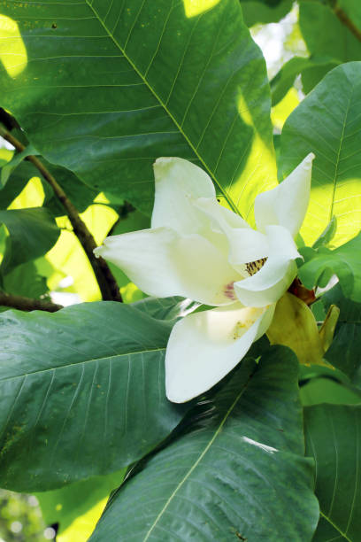 istock Large leaf tree 