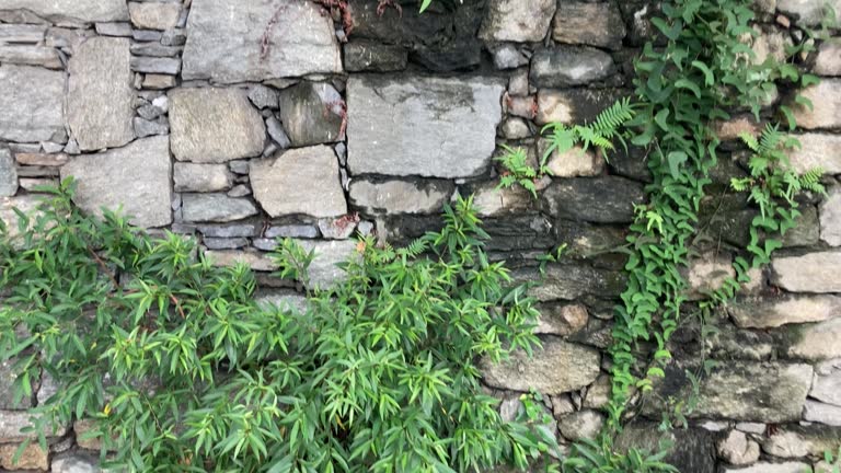 Plant on stone wall