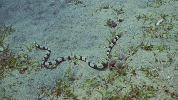 istock Harlequin Snake Eel (Myrichthys colubrinus) crawls along sandy bottom covered with green sea grass in daytime, Red sea, Egypt 1584759672