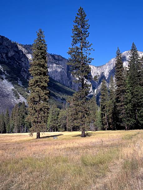 istock Yosemite Valley, California, USA. 158475975