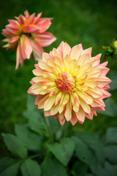 istock Hamari Gold Dinnerplate Dahlia 1584760726