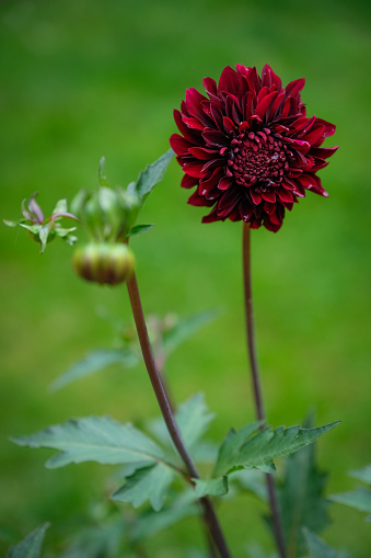 Beautiful red blooming dahlia flowers on a green background