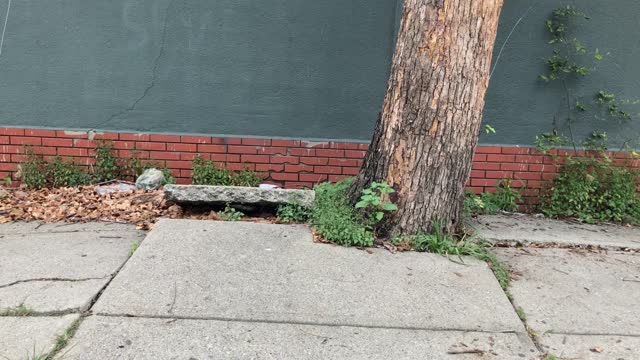 Damaged sidewalk by tree