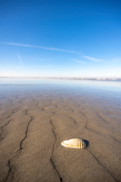 Schiermonnikoog is part of the Frisian Wadden Islands and is known for its beautiful natural scenery, including sandy beaches, rolling dunes, and lush wetlands.