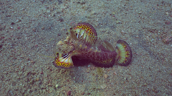 Bearded Ghoul, Sea Goblin or Devilfish (Inimicus didactylus) moves slowly along sandy bottom with splayed colorful fins at evening time in sunset rays, Top view, Red sea, Egypt