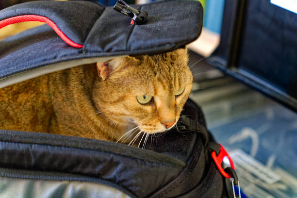 istock Own cat sitting in photo camera bag looking curious. 1584766686