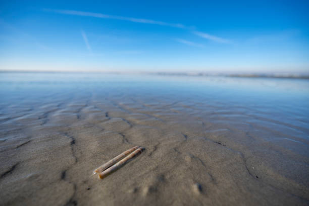 Razor clam on an empty beach with limited depth of field Schiermonnikoog is part of the Frisian Wadden Islands and is known for its beautiful natural scenery, including sandy beaches, rolling dunes, and lush wetlands. razor clam stock pictures, royalty-free photos & images