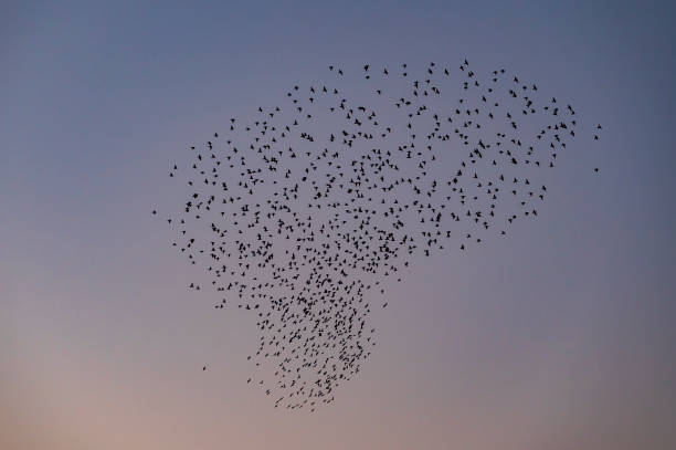 istock Starling murmuration with flying birds in the sky during sunset 1584784062