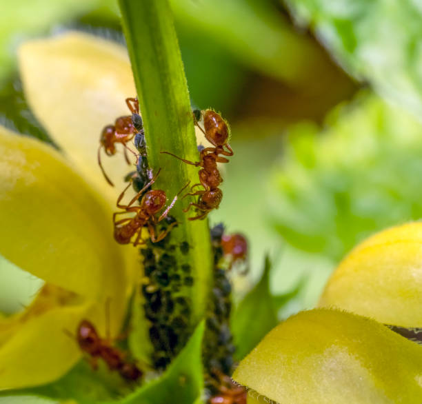 istock Common red ants and plant louses 1584793855