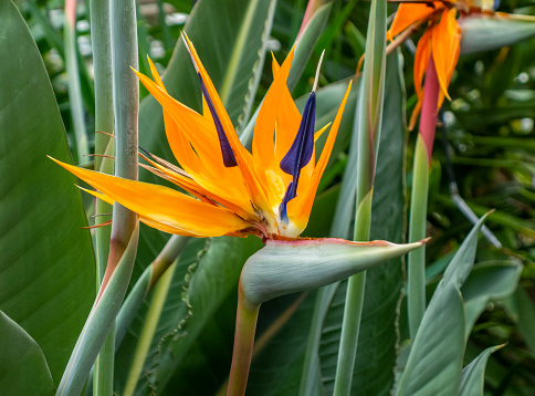 Strelitzia reginae or Bird of Paradise with distinctive iridescent  flowers. Close up, bokeh.