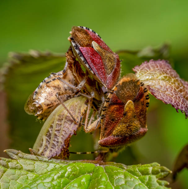 istock Lots of sloe bugs 1584808259
