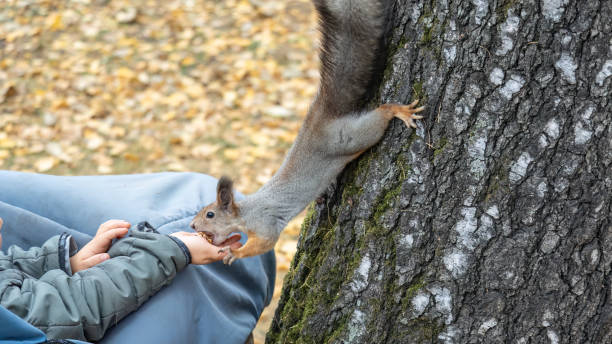 istock The boy feeds a squirrel with nuts from a hand in the wood 1584815423