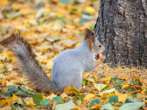 istock Autumn squirrel with nut sits on green grass with fallen yellow leaves 1584817054