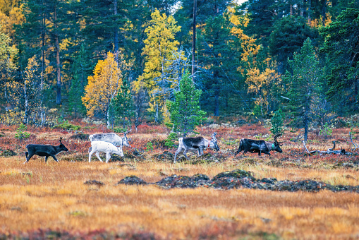 Reindeer walking by a bog in the forest in autumn