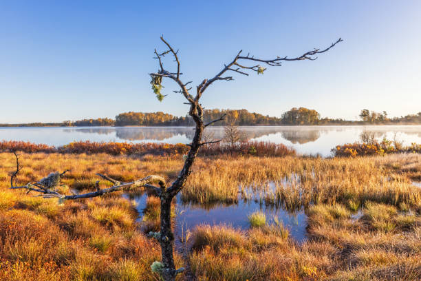 istock Tree snag at a lakeshore by a bog in autumn 1584820854